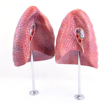 PVC İnsan 2 Parça Sol ve Sağ Akciğer Modeli Tıbbi Anatomik Modeller Öğretim